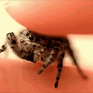 spider.gif