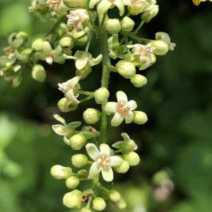 Poison Ivy Flower.jpg