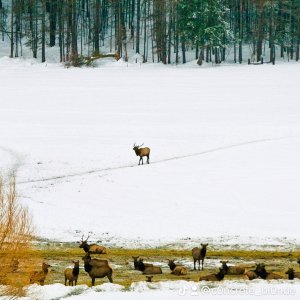 elk - 1.jpeg