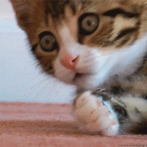 giphy.gif