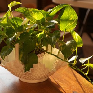 plant - 1.jpeg