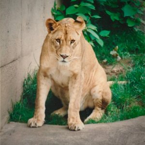 ladylion.jpg