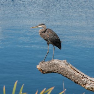 Bird_IMG_0701.jpg