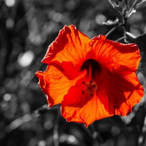 Flower 1-2500px.jpg