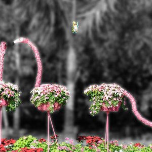 Flamingo-2500px.jpg