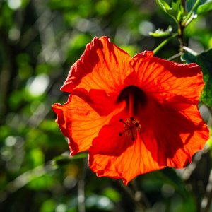 Leu Gardens Nov 23-2500px-3.jpg