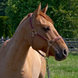 Pet_IMG_4164.jpg
