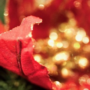 redpoinsettia - 1.jpeg