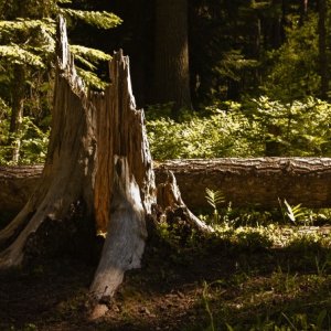 stump - 1.jpeg