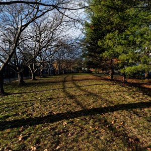 Bare Trees and Long Shadows.jpeg