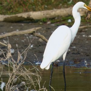 img-great-egret-002-23-09-22-10-42crop.jpg