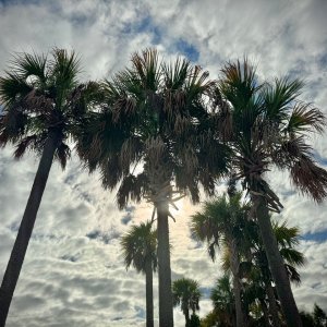 IMG_8520.jpeg