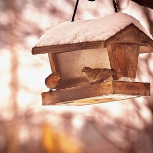 birdhouse - 1.jpeg