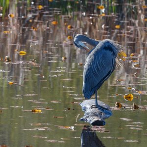 Bird_IMG_2907.jpg