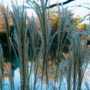 Winter Grasses and Winter Trees.jpeg