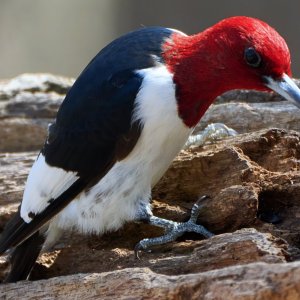 img-red-headed-woodpecker-Apr 28 2022-006.jpg