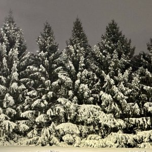 snowy trees.jpg