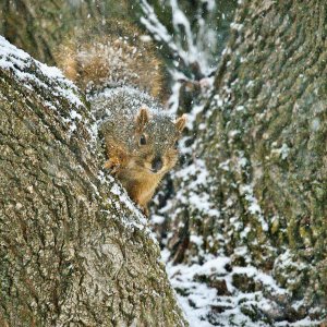 squirrelsnow - 1.jpeg