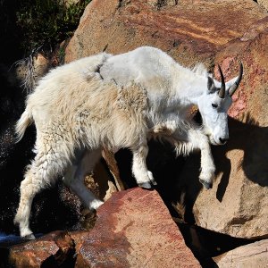 Mt_Goat_2612_1000p.jpg