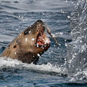 Sea_Lion_2761_1000p.jpg