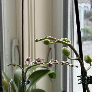 IMG_0185.jpeg