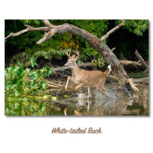 img-banner-deer-002.jpg
