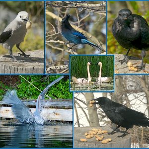 BirdsA.jpg
