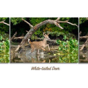 img-banner-deer-latest-revision-001.jpg