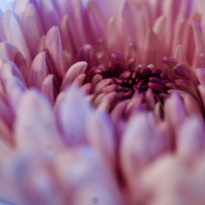 pinkflower - 1.jpeg