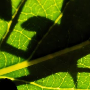 Caught in Shadow.jpeg
