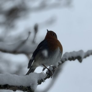 IMG_0296.jpeg