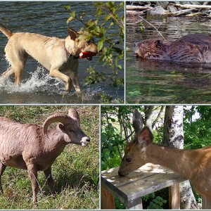 Animals.jpg