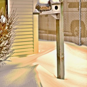 birdhouse2 - 1.jpeg