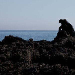 Galapagos_IMG_4500.jpg