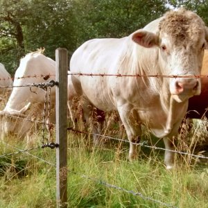 Bos taurus.jpg