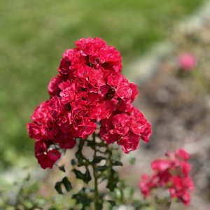 IMG_2762.jpeg