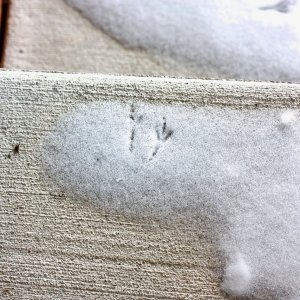 birdtracks - 1.jpeg