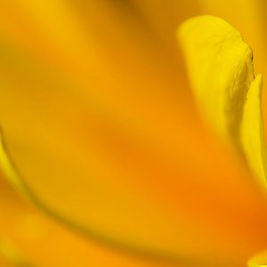 Yellow.jpeg