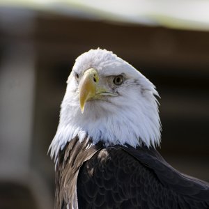 Eagle 2500px.jpg