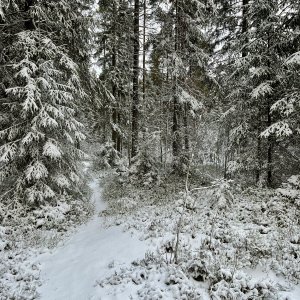 Vinter.jpeg