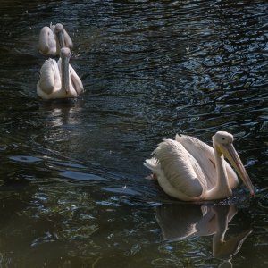 IMG_1447.jpg