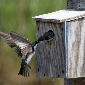 Barn swallow 1280.jpeg