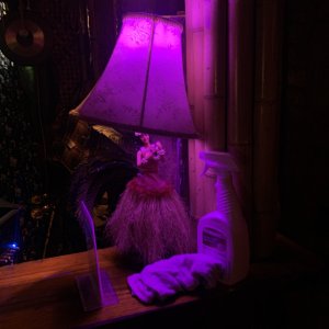 IMG_6247.jpeg