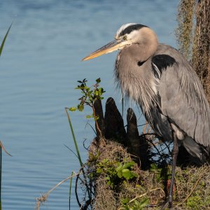Wetlands 12 31 2023-2500px-35.jpg