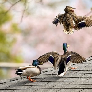 img-mallard-ducks-0004-May22023-large.jpg