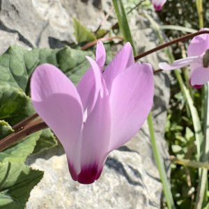 IMG_0149.jpeg