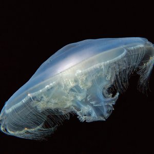 Jelly_Fish_6137_1000p.jpg