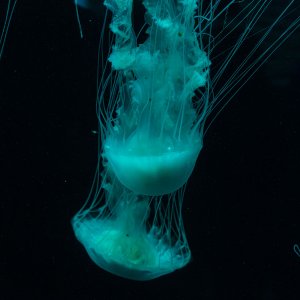 Jellyfish-1500px.jpg