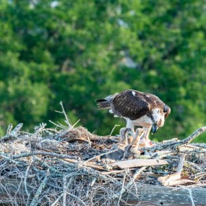 WP Osprey & Kraft 2500px-7.jpg