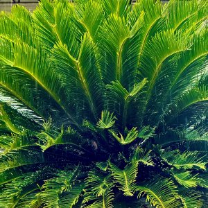IMG_9415.jpeg